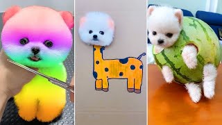 Cute Pomeranian Puppies Doing Funny Things 2024  Cute and Funny Dogs  Box Studios
