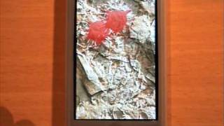 Pet Bugs version 1.1.0 screenshot 5