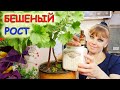 СУПЕР ПОДКОРМКА для БЕШЕНОГО РОСТА комнатных растений!