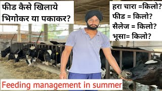 Feeding management of dairy cattle । गर्मियो में पशुओ को फीड कैसे खिलाये । Full diet for hf cow ।