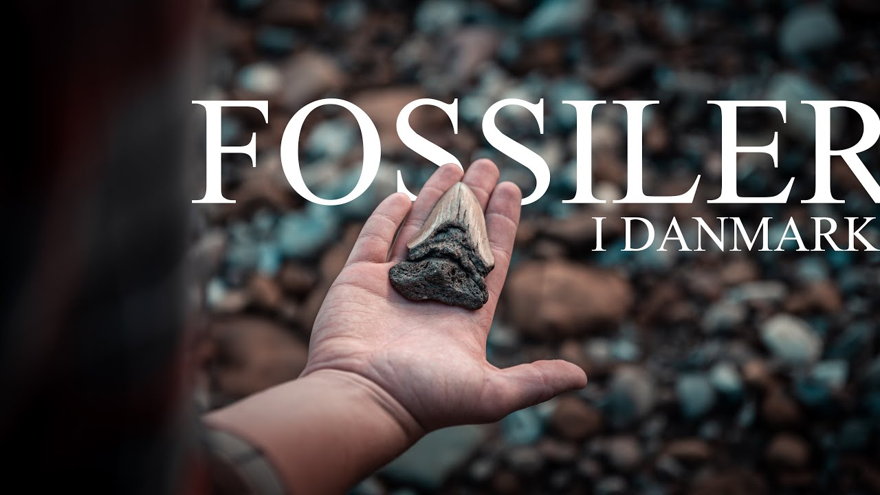 Alt du skal vide om fossiler // Din guide til fossiljagt i Danmark