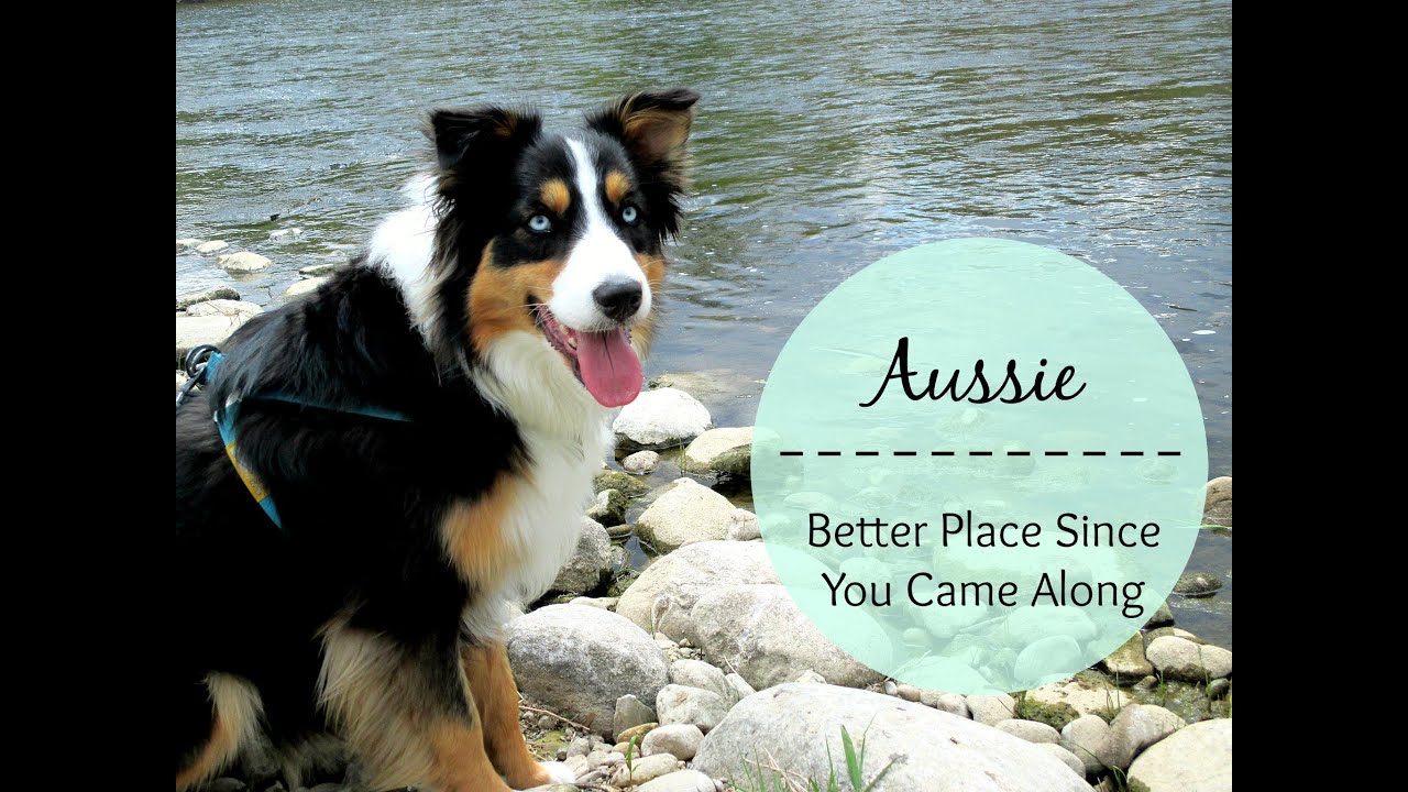 puppy paradise Australian Shepherd - Better Place |Life With Aspen|