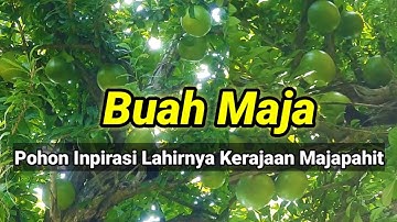 Buah Maja, Pohon Inspirasi Kerajaan Majapahit