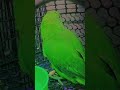 papa ko kaise bulate hain #funny #birds #nonstoptalkingparrot #talkingparot #parrot #birdfrea
