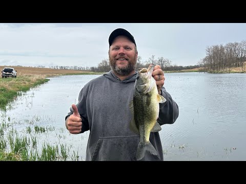 beaver trapping for free has major perks