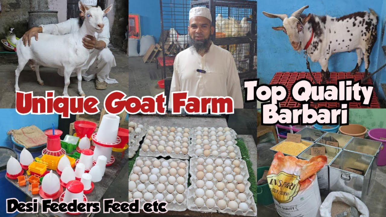Unique dairy farm & cattle feed shop in santosh nagar Hyderabad | Top quality barbari 🐐 🐐 available