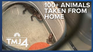 Exotic animals among 100+ pets found during search of home, owner arrested