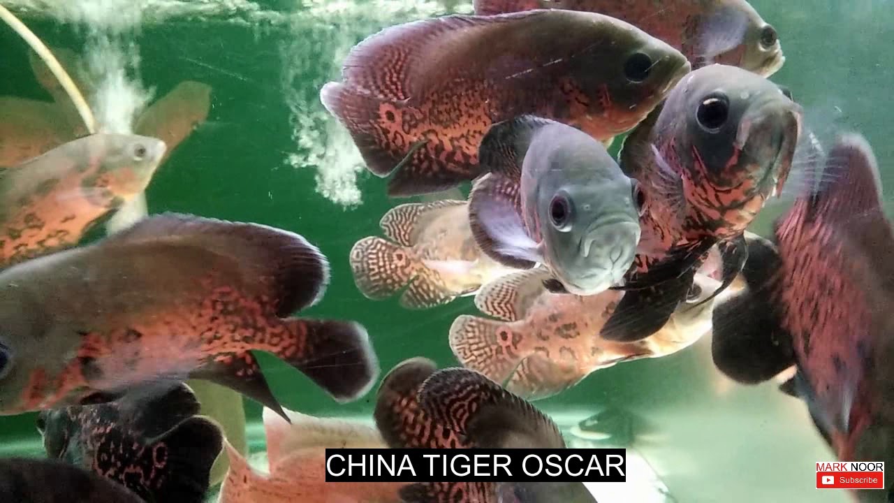 Pelbagai jenis ikan oscar