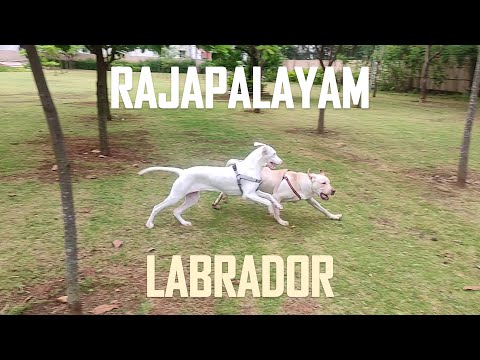 Indian Breed vs Foreign Breed | Rajapalayam vs Labrador