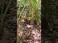 Baby coatis play fight Playa del Carmen Mexico tropical Caribbean jungle animal life #wildlife #cute