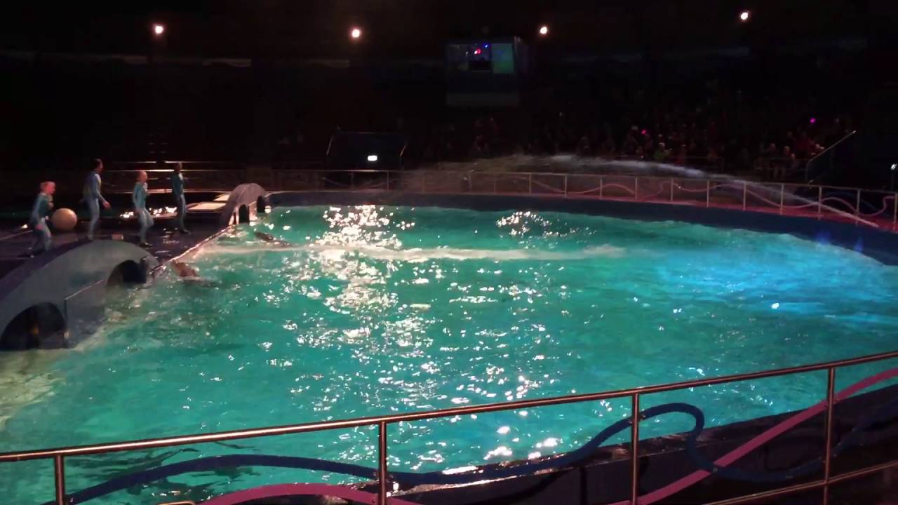 Dolfijnenshow Dolfinarium Harderwijk - YouTube