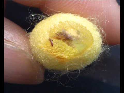 Vídeo: Els cucs de seda es convertiran en papallones?