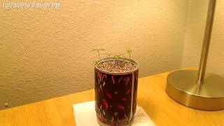 Bhut Jolokia (Ghost Pepper) Time-lapse 10/23
