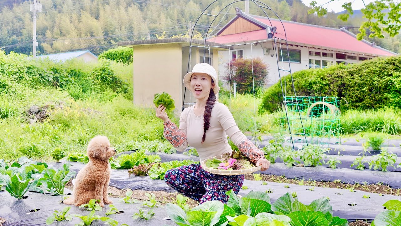 싱글 시골 라이프, 텃밭에서 처음 수확한 상추로 집밥 | My Single Life in the Korean Countryside