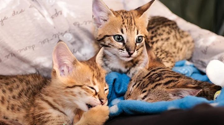 Video 1027461: serval savannah kittens, f2 savannah kitten, african serval kittens, breeds savannah, domesticated serval