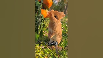 وَأَوْحَيْنَا إِلَىٰ أُمِّ مُوسَىٰ، سورة القصص بصوت القارئ ياسر الدوسري❤️❤️😮‍💨