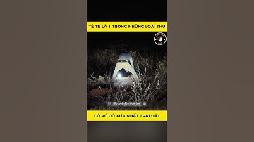 Tê Tê là 1 trong những loài thú có vú cổ xưa nhất trái đất - Tập 6 #animals #dongvat #thegioidongvat