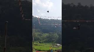 Dua Joki Geber Merpati Kolong Saat Lombatiktok subscribe short trendingshorts