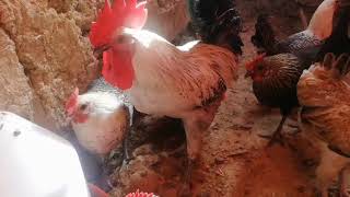 تربية الدجاج البلدي _ علاج مرض الرشح (الزكام) عند الطيور الذي يسبب فقدان الشهية
