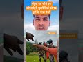 बांग्लादेशी घुसपैठियों 🤬 #westbengal #bangladesh #bangladeshi #imigrantes #bsf #bsfjawan