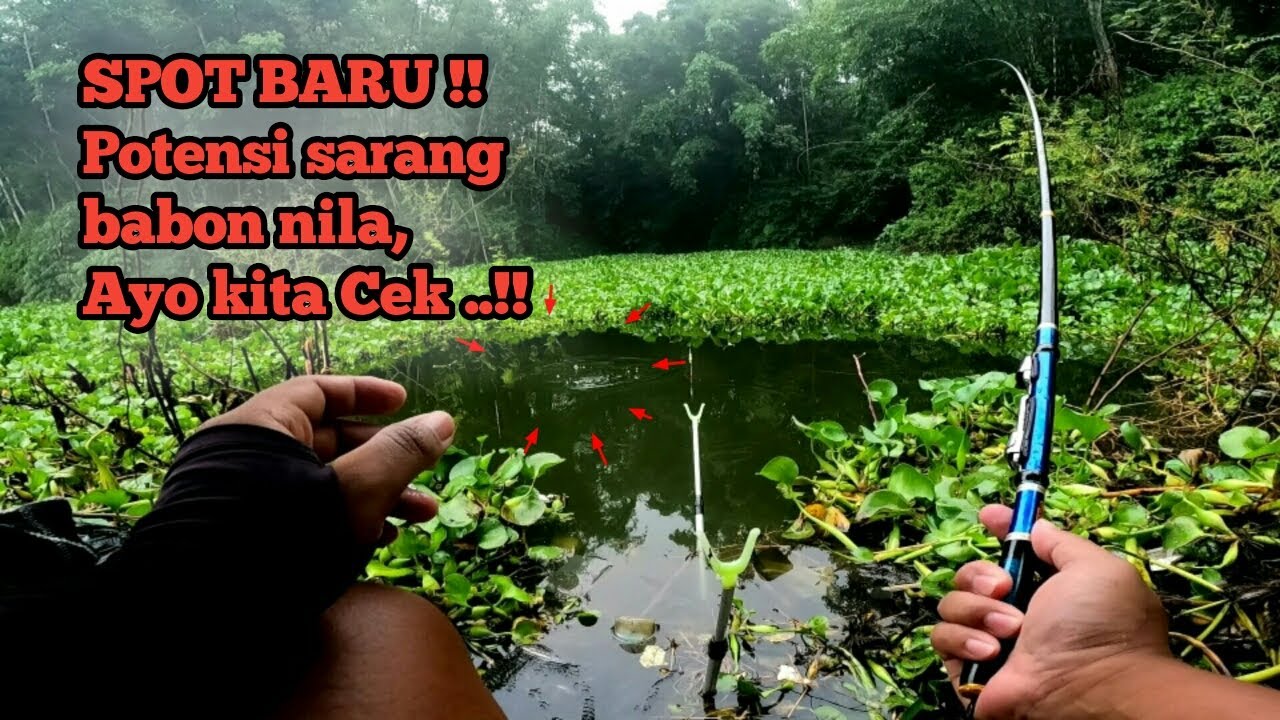 2 SPOT NETER MEDIA LUMUT || mancing ikan nila diwaduk ngantang