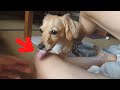 Cute dog puzzled by unusual place【ダックスフンド】