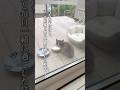【衝撃】5ヶ月間毎日一緒に過ごした結果こうなる？！#保護猫 #cat #catlover #cats #kitten #shorts #猫