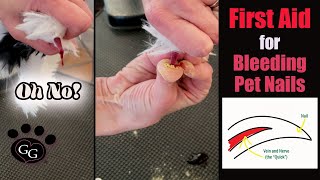 First Aid for Bleeding Pet Nails (Claws) - Using Styptic Powder Kwik Stop - Gina's Grooming screenshot 5