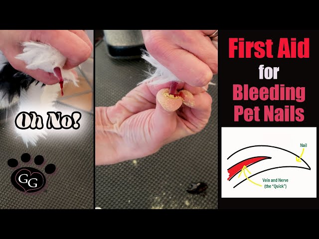 Dog Nail Anatomy: How to Stop Dog Nail Bleeding?