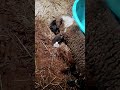 ##sheep365 ##sheepbreeding ##animals ##animals ##homesheephome #pig ## please