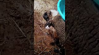 ##sheep365 ##sheepbreeding ##animals ##animals ##homesheephome #pig ## please