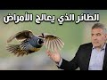 طائر نزل من السماء لن تصدق كيف يعالج هذه الأمراض طائر نزل من السماء لن تصدق كيف يعالج هذه الأمراض