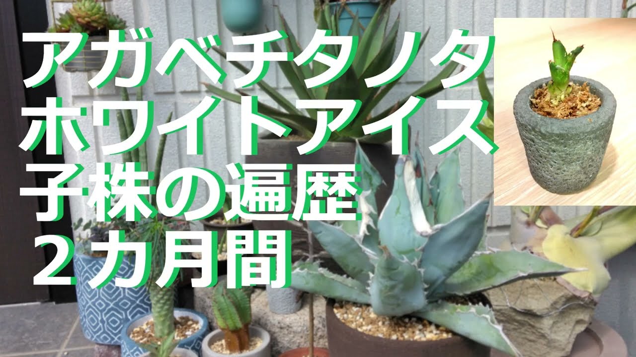 子株育たなかったので土変更（アガベチタノタホワイトアイス） - YouTube