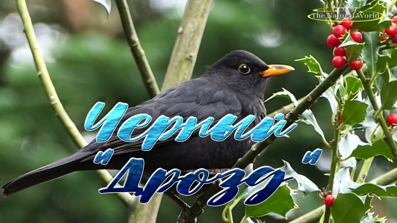 Чёрный "Дрозд" (Turdus merula) кушает красную ягоду Падуб (Stechpalmen)."The Natural World" Природы