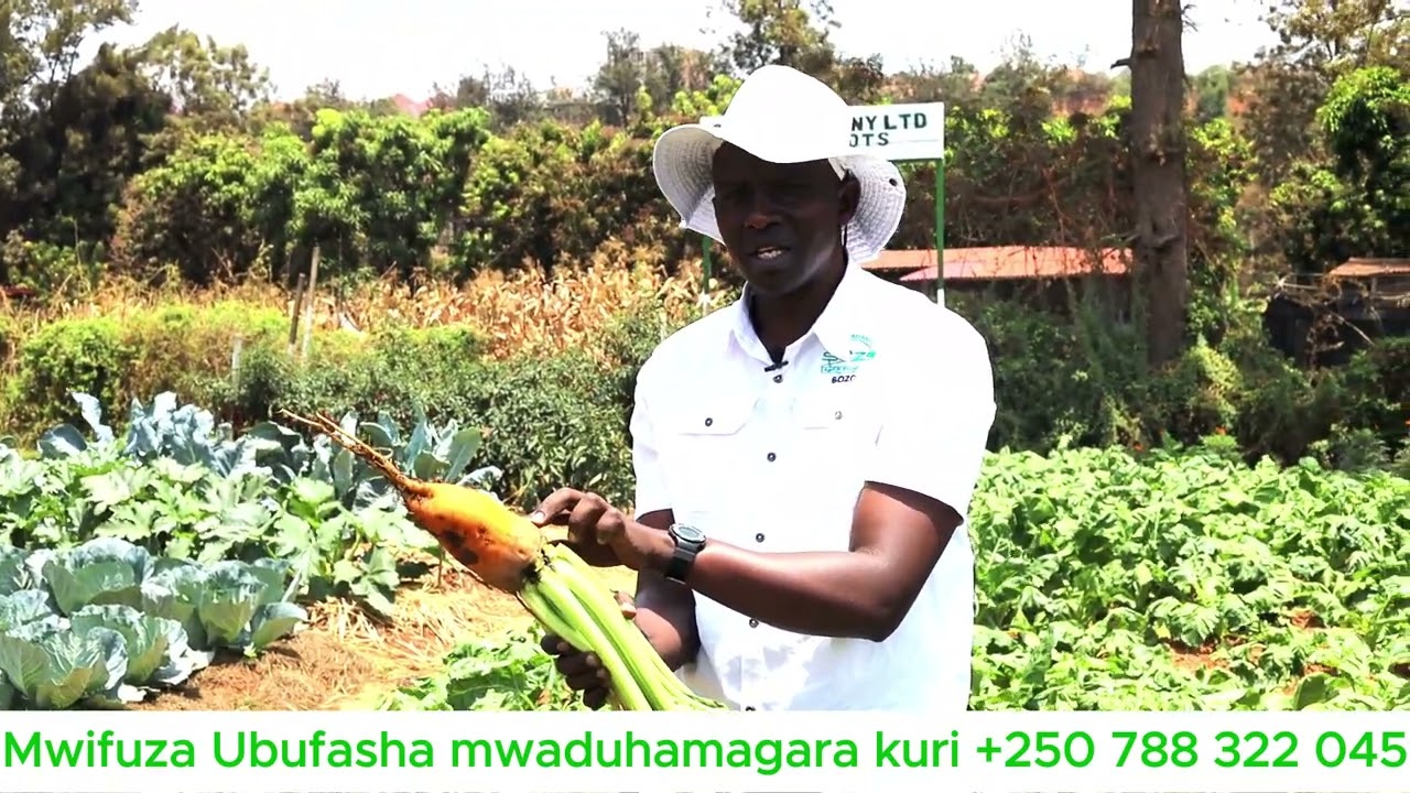 #SOBANUKIRWA MUHINZI Ubwatsi bw'amatungo bufasha mukongera umukamo w'amata