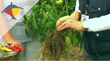 O que é Murchadeira no tomate?