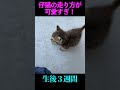 すくすく元気になっていく保護仔猫！ #shorts