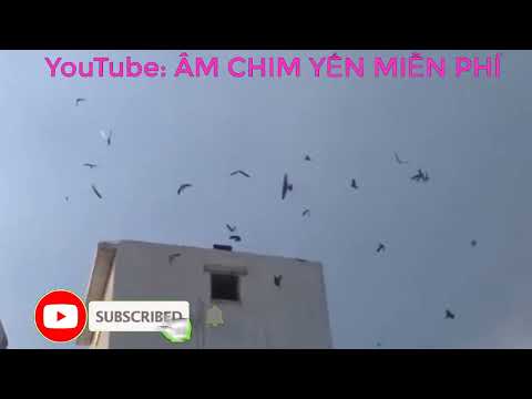 Video Âm thanh dẩn dụ chim yến ngoài trời chim chơi cực... - youtube