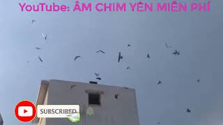 Âm thanh dẩn dụ chim yến ngoài trời chim chơi cực mạnh, âm mới 2021 malaysia