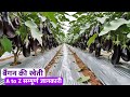 Baigan ki kheti | बैंगन की खेती कैसे करें | Baigan ki kheti kab aur kaise karen🍆brinjal farming AtoZ