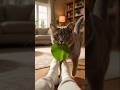 Why My Cat Brings Me a Leaf Every Day 🍃🐱 #cat #catstory #catshorts #kitten #cutecat #petlove #shorts