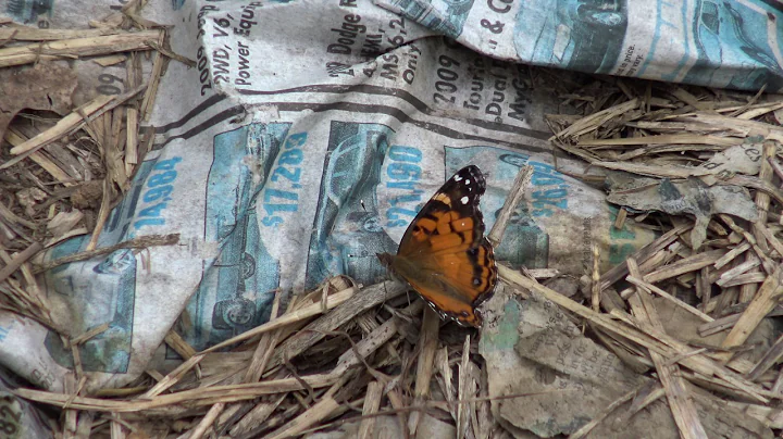Bob and Susan Butterfly