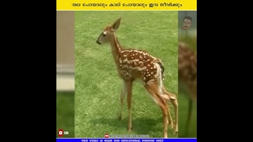 തല പോയാലും കാല് പോയാലും ഇവ ജീവിക്കും,These will live even if they lose their heads or legs #shorts