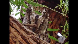 Cyprus Scops Owl, ( Otus Cyprius ) θουπί - Endemic to Cyprus