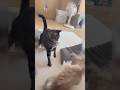 【多頭飼育のトラブル】猫団子は目指さないで #Shorts