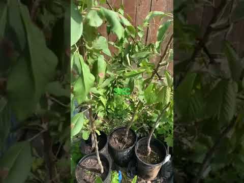 Какие саженцы можно