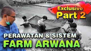 FILTRASI FARM ARWANA SUPER RED / GOLDEN  IKAN PREDATOR RIAU PART #2