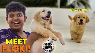 New Puppy  Golden Retriever | Irfan's view