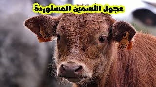 سلالات عجول التسمين المستوردة