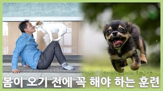 봄 산책 하기전에 꼭 해야 하는 훈련 알려드릴께요.(Eng cc. Home training for healthy dogs.)